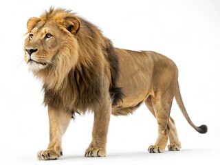 Obraz premium lion panthera leo 8 years old