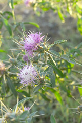 Centaurea iberica, commonly known as Iberian knapweed or Iberian star-thistle, is a herbaceous plant in the Asteraceae family, Close-up of iberian star thistle flowers, Flower of the Escobera