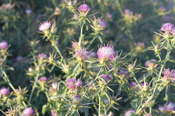 Centaurea iberica, commonly known as Iberian knapweed or Iberian star-thistle, is a herbaceous plant in the Asteraceae family, Close-up of iberian star thistle flowers, Flower of the Escobera