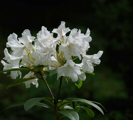 White azalea flowers on a dark background.