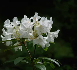 White azalea flowers on a dark background. © Andrzej