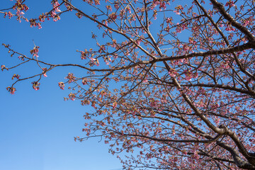 Close-up view of blooming pink plum blossoms against a bright sky during spring in Japan. The soft focus and upward angle highlight the beauty and delicacy of seasonal flowers in full bloom.
