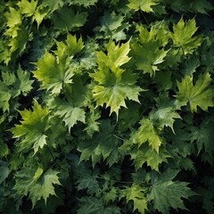 Abstract background of green maple leaves in spring
