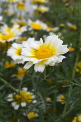 White Yellow Crown Daisy, Close-up of a white and yellow crown daisy flower, blooming in nature, Close-up shot of beautiful White yellow Crown Daisy flower (Chrysanthemum coronarium), Crown Daisy,