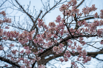 Fototapeta premium Cherry blossoms in full bloom frame a serene turquoise river, reflecting soft sunlight in a tranquil Japanese spring scene. A perfect harmony of nature, color, and seasonal beauty.