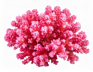 Fototapeta premium Pink coral isolated on white