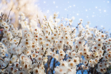 Close-up of blooming white plum blossoms in soft sunlight, symbolizing the arrival of early spring in Japan. The delicate petals and gentle bokeh create a dreamy, serene atmosphere in nature.