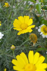 Bright Yellow Crown Daisy, Close-up of a Bright yellow crown daisy flower, blooming in nature,...