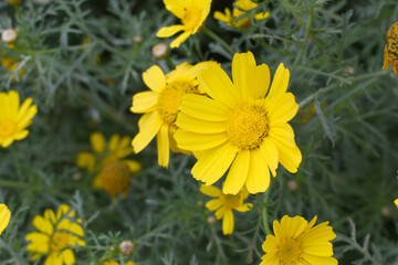 Bright Yellow Crown Daisy, Close-up of a Bright yellow crown daisy flower, blooming in nature, Close-up shot of beautiful yellow Crown Daisy flower (Chrysanthemum coronarium), Crown Daisy,