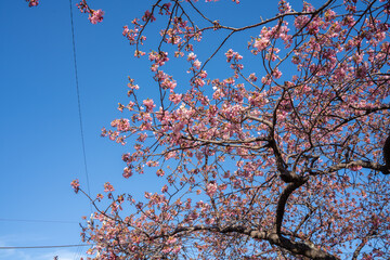 Close-up view of blooming pink plum blossoms against a bright sky during spring in Japan. The soft focus and upward angle highlight the beauty and delicacy of seasonal flowers in full bloom.