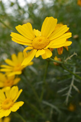 Bright Yellow Crown Daisy, Close-up of a Bright yellow crown daisy flower, blooming in nature, Close-up shot of beautiful yellow Crown Daisy flower (Chrysanthemum coronarium), Crown Daisy,