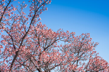 Close-up view of blooming pink plum blossoms against a bright sky during spring in Japan. The soft focus and upward angle highlight the beauty and delicacy of seasonal flowers in full bloom.