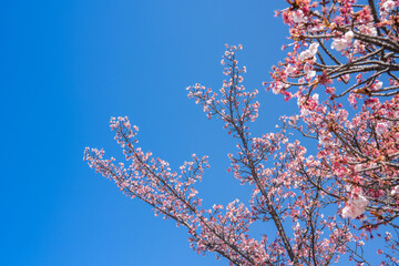 Close-up view of blooming pink plum blossoms against a bright sky during spring in Japan. The soft focus and upward angle highlight the beauty and delicacy of seasonal flowers in full bloom.