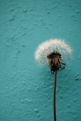 Dandelion on a Turquoise background. Freedom to Wish
