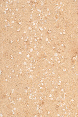Shells scattered on sandy beach during a sunny day