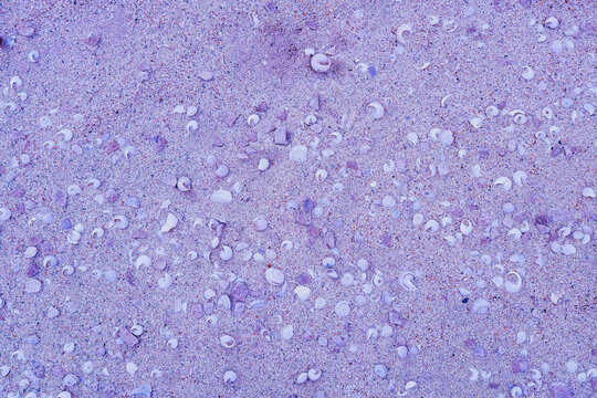 Beautiful purple beach sand scattered with seashells