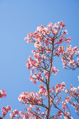 Close-up view of blooming pink plum blossoms against a bright sky during spring in Japan. The soft focus and upward angle highlight the beauty and delicacy of seasonal flowers in full bloom.