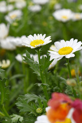 white Common daisy beautiful flowers with blur green background in garden, White beautiful daisies on a field in green grass, Oxeye daisy, Leucanthemum vulgare, Daisies, Dox-eye, Dog daisy in nature