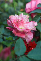 Beautiful pink rose flower closeup in garden, A very beautiful pink yellow rose flower bloomed on the rose tree, Rose flower closeup, bloom flowers, Natural spring flower floral background