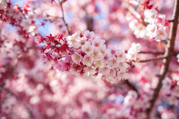 Close-up view of blooming pink plum blossoms against a bright sky during spring in Japan. The soft focus and upward angle highlight the beauty and delicacy of seasonal flowers in full bloom.