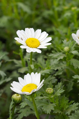 white Common daisy beautiful flowers with blur green background in garden, White beautiful daisies on a field in green grass, Oxeye daisy, Leucanthemum vulgare, Daisies, Dox-eye, Dog daisy in nature