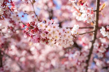 Close-up view of blooming pink plum blossoms against a bright sky during spring in Japan. The soft focus and upward angle highlight the beauty and delicacy of seasonal flowers in full bloom.