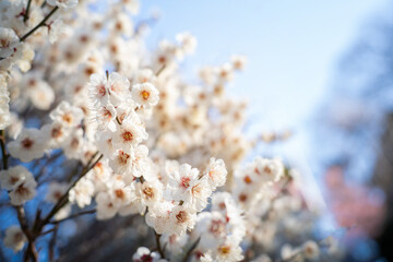 Close-up of blooming white plum blossoms in soft sunlight, symbolizing the arrival of early spring in Japan. The delicate petals and gentle bokeh create a dreamy, serene atmosphere in nature.