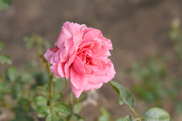 Beautiful pink rose flower closeup in garden, A very beautiful pink yellow rose flower bloomed on the rose tree, Rose flower closeup, bloom flowers, Natural spring flower floral background