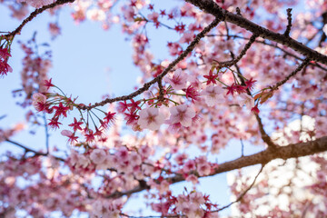 Close-up view of blooming pink plum blossoms against a bright sky during spring in Japan. The soft focus and upward angle highlight the beauty and delicacy of seasonal flowers in full bloom.