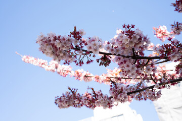 Close-up view of blooming pink plum blossoms against a bright sky during spring in Japan. The soft focus and upward angle highlight the beauty and delicacy of seasonal flowers in full bloom.