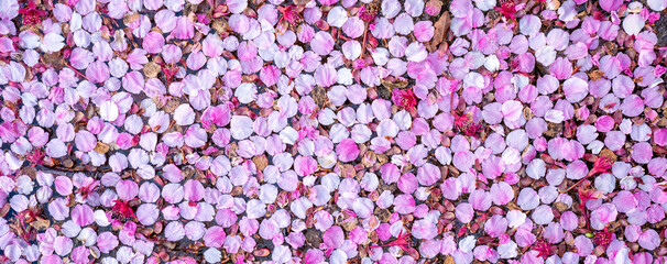 Close-up view of scattered pink and purple cherry blossom petals floating on water, creating a vibrant, textured floral pattern. A delicate symbol of springtime beauty and transient nature 