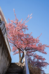 Close-up view of blooming pink plum blossoms against a bright sky during spring in Japan. The soft focus and upward angle highlight the beauty and delicacy of seasonal flowers in full bloom.