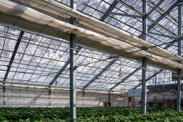 Obraz premium Rows of vibrant strawberry plants thrive inside a modern greenhouse with a snowy mountain backdrop, showcasing sustainable winter farming practices and eco-friendly agricultural innovation.