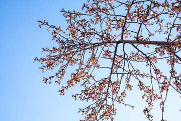 Close-up view of blooming pink plum blossoms against a bright sky during spring in Japan. The soft focus and upward angle highlight the beauty and delicacy of seasonal flowers in full bloom.