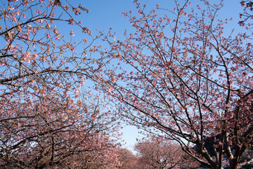Close-up view of blooming pink plum blossoms against a bright sky during spring in Japan. The soft focus and upward angle highlight the beauty and delicacy of seasonal flowers in full bloom.