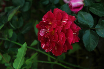 Beautiful red rose flower closeup in garden, A very beautiful red rose flower bloomed on the rose tree, Rose flower closeup, bloom flowers, Natural spring flower, Natural floral background,