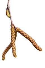 Birch buds with yellow-green texture on a white background in spring