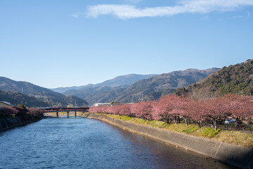 Cherry blossoms in full bloom frame a serene turquoise river, reflecting soft sunlight in a tranquil Japanese spring scene. A perfect harmony of nature, color, and seasonal beauty.