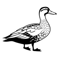 Greater Scaup Illustration – Diving Duck Vector for Hunting Themes

