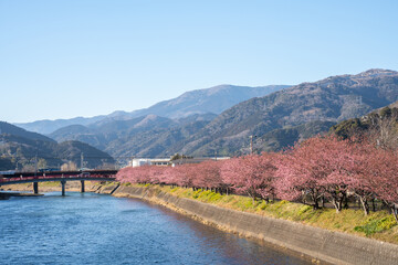 Naklejka premium Cherry blossoms in full bloom frame a serene turquoise river, reflecting soft sunlight in a tranquil Japanese spring scene. A perfect harmony of nature, color, and seasonal beauty.