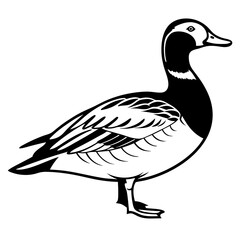 Greater Scaup Illustration – Diving Duck Vector for Hunting Themes

