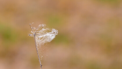 Marny dmuchawiec, widać jak rośnie wyraźnie w stronę słońca