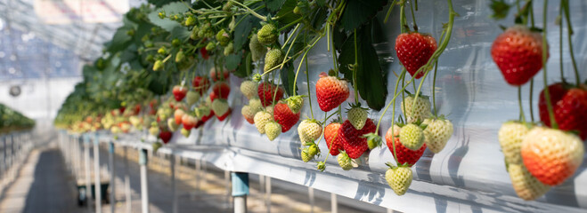 Close-up of fresh strawberries growing in a greenhouse, bathed in sunlight. The vibrant red fruits and green leaves create a natural, organic scene ideal for food, farming, and agricultural concepts.