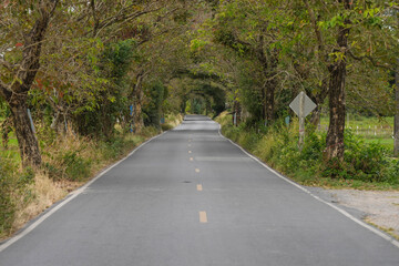 road with Tree Tunnel in the countryside