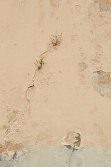 Light Beige Wall with Natural Elements