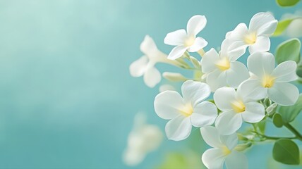 Floating White Jasmine Petals on a Teal Background