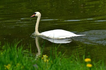 Obraz premium Mute swan, Cygnus olor, on the surface of a pond in the Lednice Castle Park, April 2025, South Moravia, Czech Republic