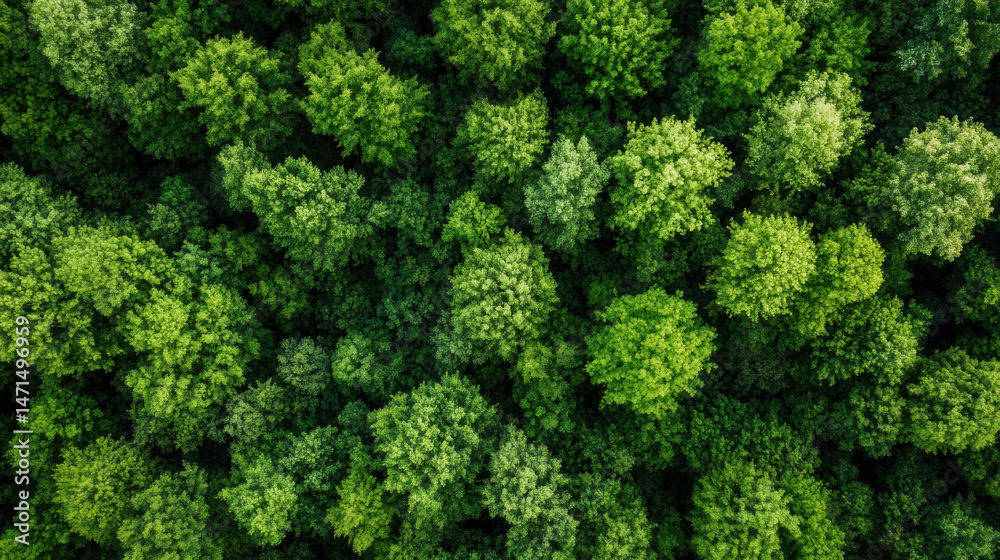 Poster Aerial view of a lush green forest canopy, showcasing a dense collection of vibrant deciduous trees from a high altitude perspective. : Generative AI
