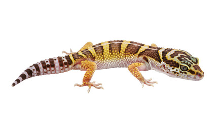 Naklejka premium Banded Gecko on Desert Sand