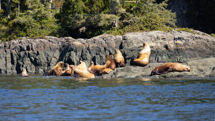 Steller sea lions (Eumetopias jubatus) on  a rock, Knight Inlet, Vancouver Island, British Columbia, Canada.